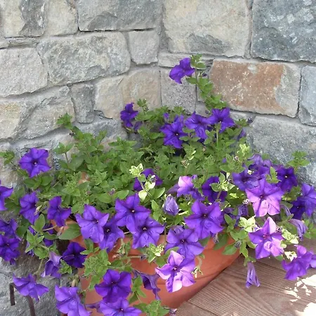 Les Myosotis Champoluc